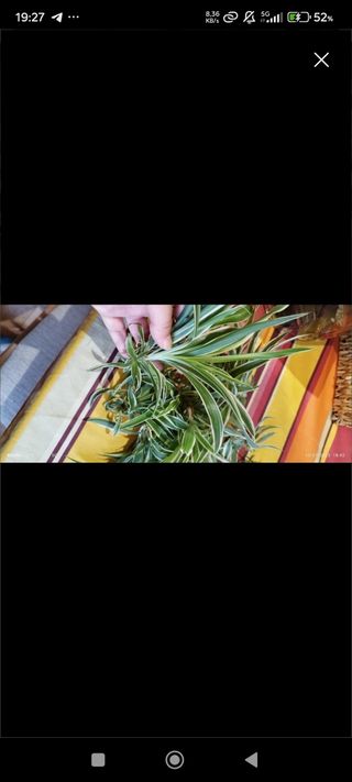 Mini plantas de Cintas