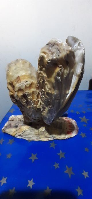 SOUVENIR CONCHIGLIE RIMINI VINTAGE