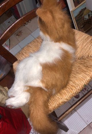 Peluche interattivi gatto venduto