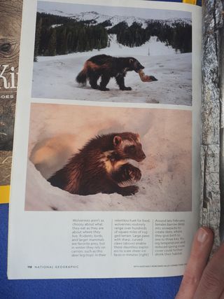 Revistas National Geographic en inglés 