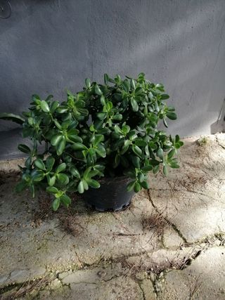 Planta de Jade