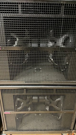 Subgrave 2x18" 2000W RMS Beyma Powersoft