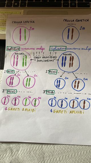 Psicologo ripetizioni scuola/interrogazioni