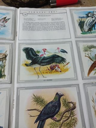 Album de cromos 