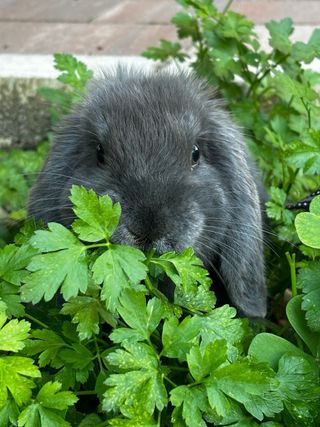 Cuidado de roedores/exoticos