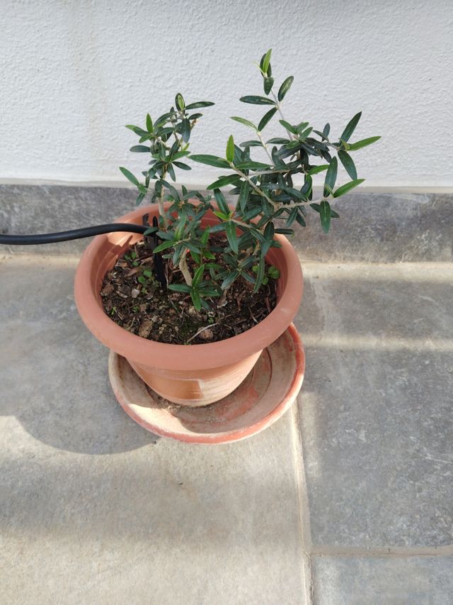 Prebonsai olivo