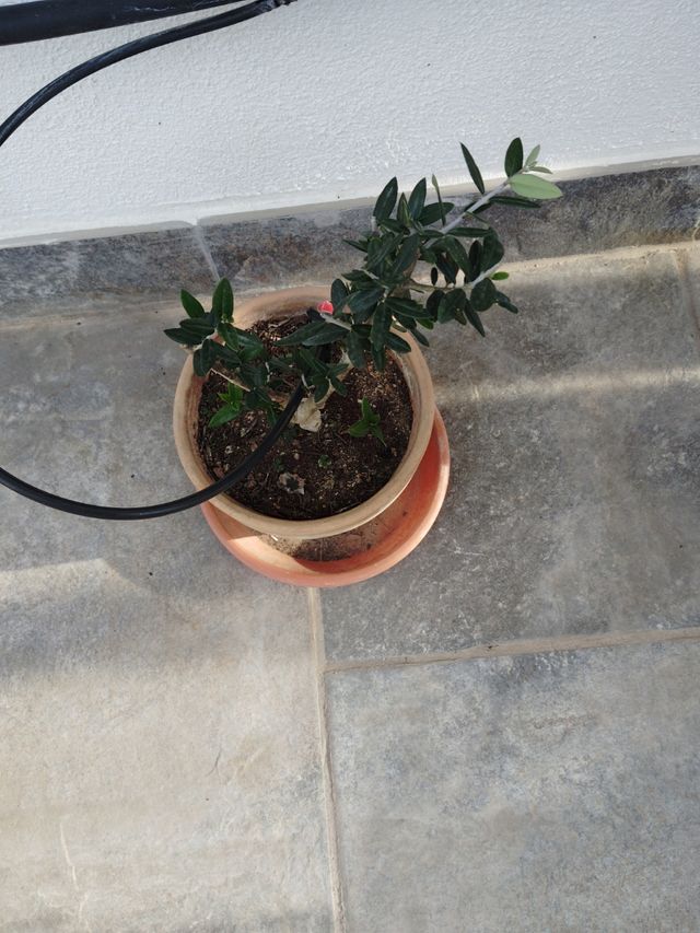 Prebonsai olivo.