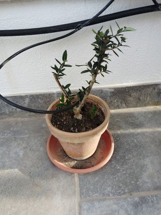 Prebonsai olivo.