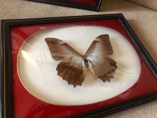 mariposas taxidermia con cristal