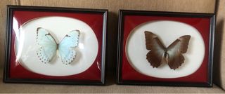 mariposas taxidermia con cristal