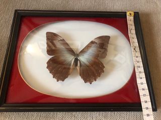 mariposas taxidermia con cristal