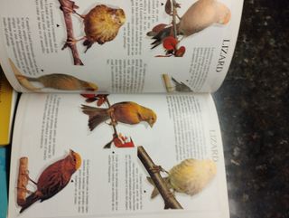 Libros de aves