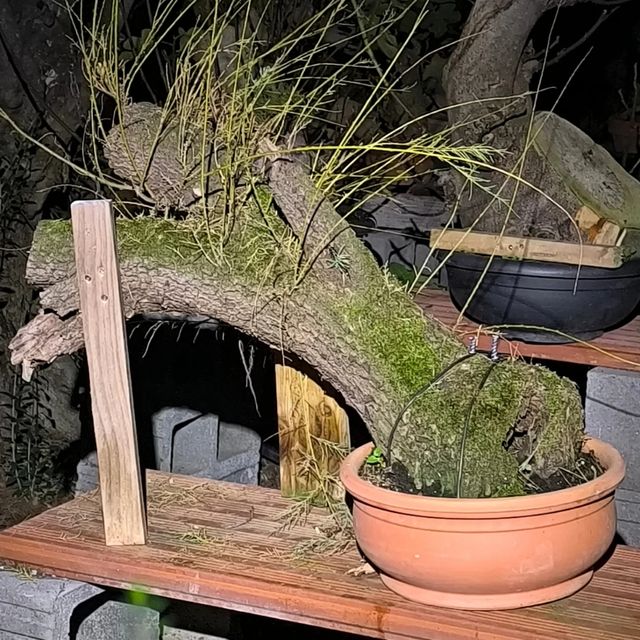 Bonsai bonsais
