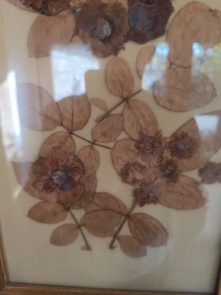 Cuadros de hojas secas antiguos