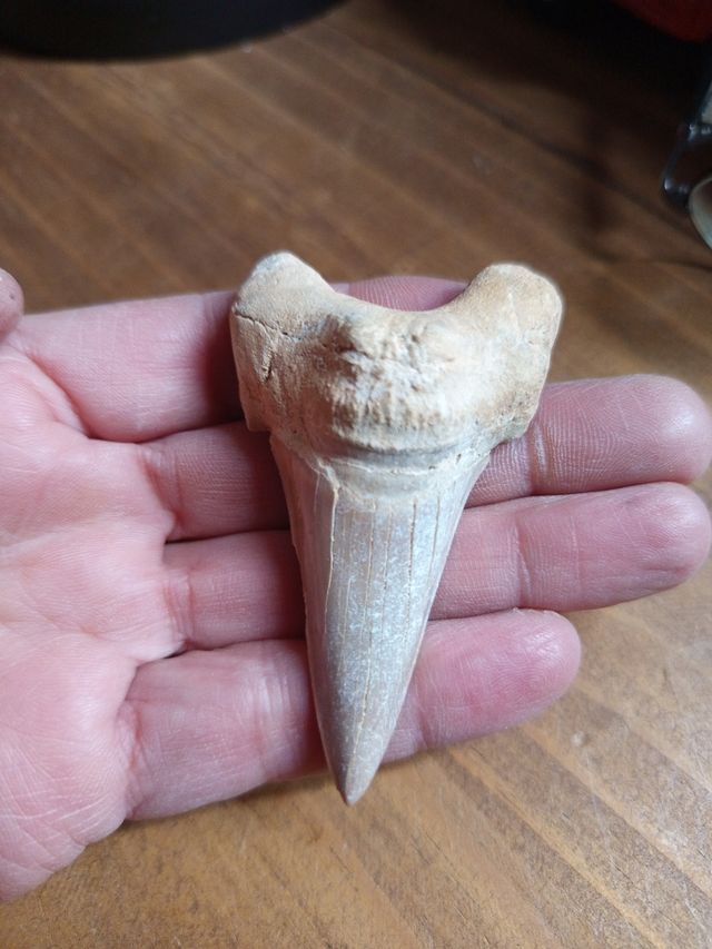 Diente fósil de tiburón megalodón