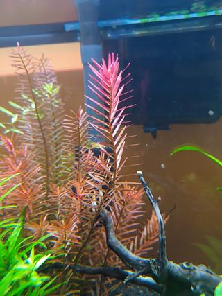 Plantas acuario