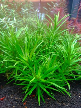 Plantas acuario