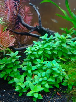 Plantas acuario
