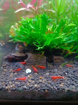 Plantas acuario