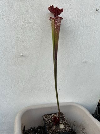 Sarracenia Timothy king.plantas carnivoras