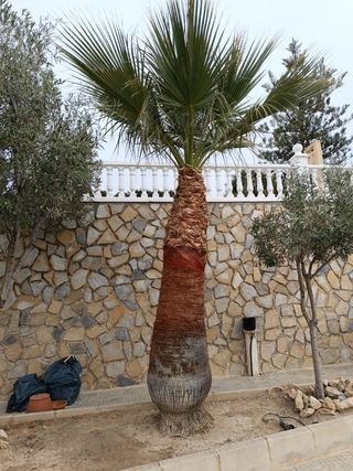 Jardinero profesional