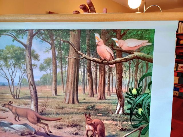 Mural escolar animales australia koekkoek