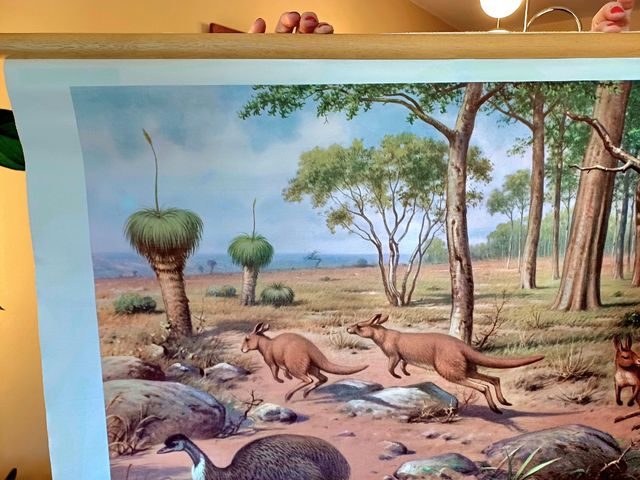 Mural escolar animales australia koekkoek