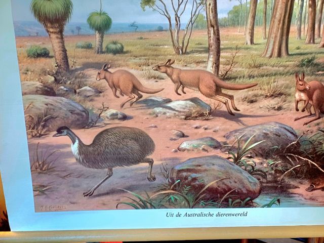 Mural escolar animales australia koekkoek
