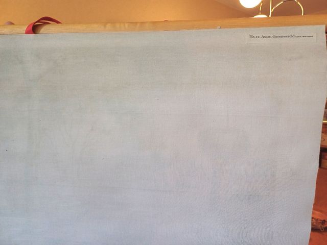 Mural escolar animales australia koekkoek