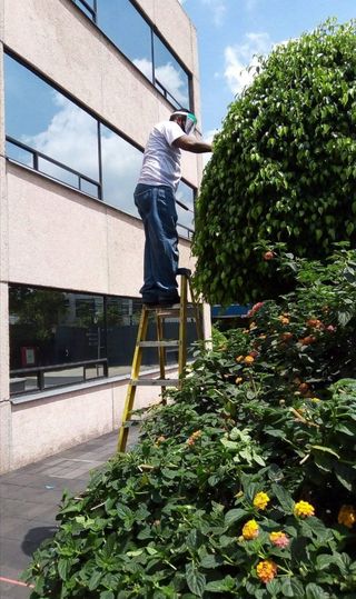 Limpieza de parcelas poda de árboles