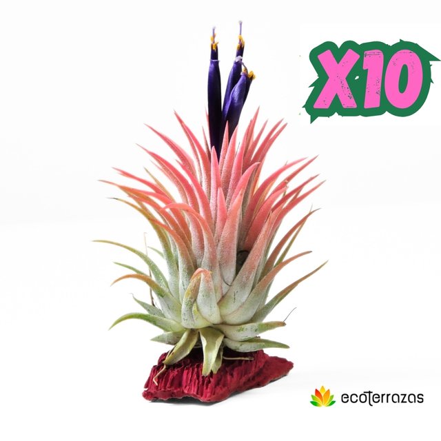Pack de 10 Tillandsias Ionantha Rubra tamaño L