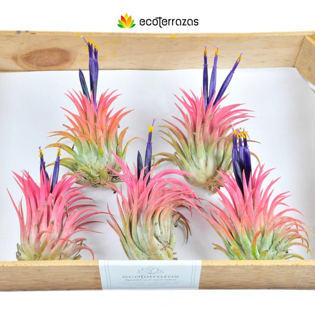 Pack de 10 Tillandsias Ionantha Rubra tamaño L