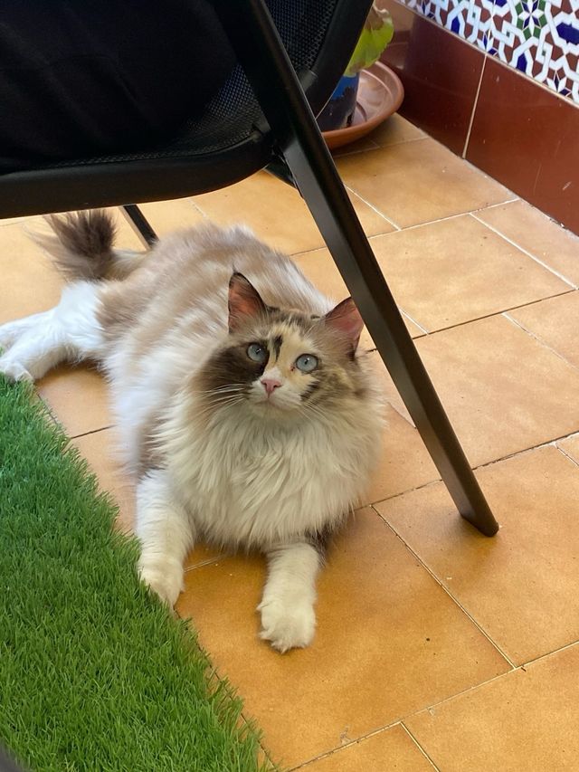 CUIDADORA DE MASCOTAS  (GRANADA)