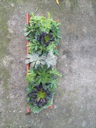 Teja rosetas carnosas