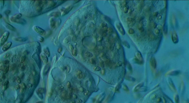 Nikon CFN Plan Apo 20x/0.75