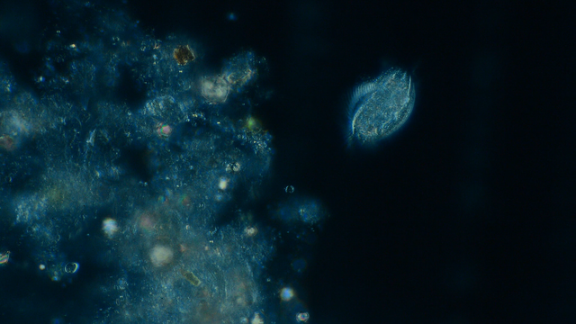 Nikon CFN Plan Apo 20x/0.75