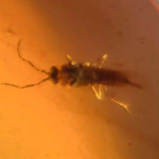 FÓSIL BICHO ÁMBAR MINERAL EDAD DE LOS DINOSAURIOS