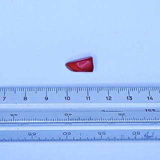 FÓSIL BICHO ÁMBAR MINERAL EDAD DE LOS DINOSAURIOS