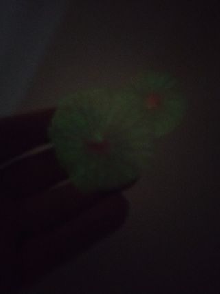 Planta acuario planta artificial