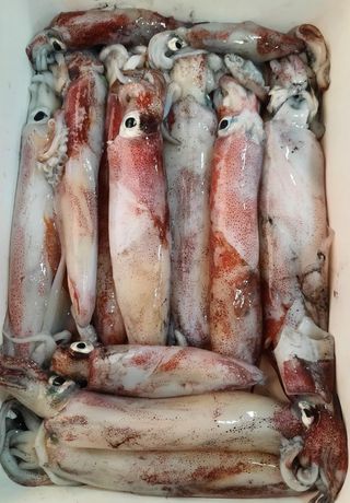 SALIDA DE PESCA ALICANTE