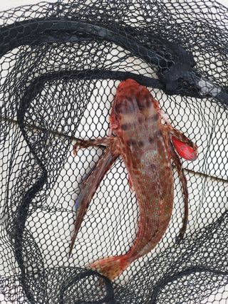 SALIDA DE PESCA ALICANTE