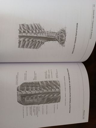 Esquemas de Anatomia - Histologia - Embriologia (Spanish Edition)