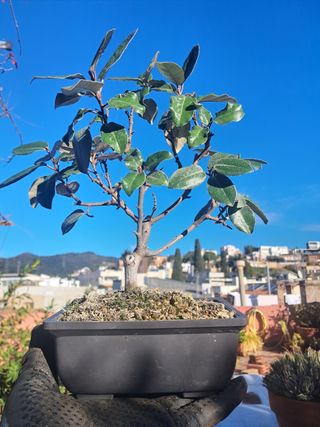 Bonsai 