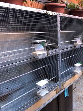 Jaulas/ modulos pajaros