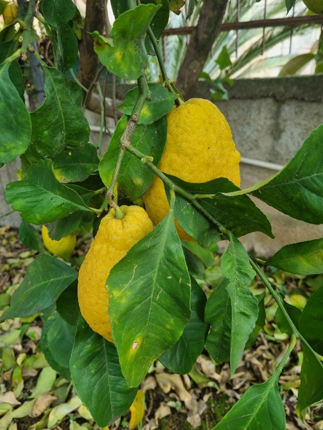 Cedro ( frutti)