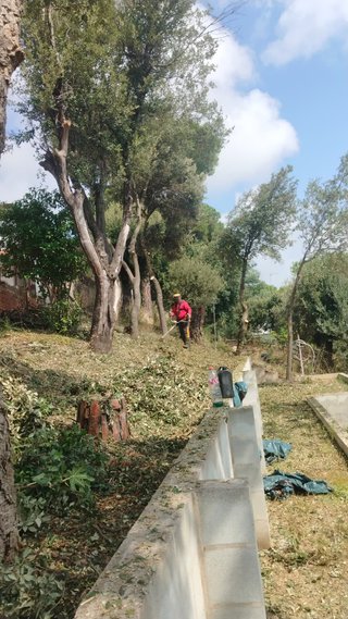 Poda profesional y limpieza de jardines
