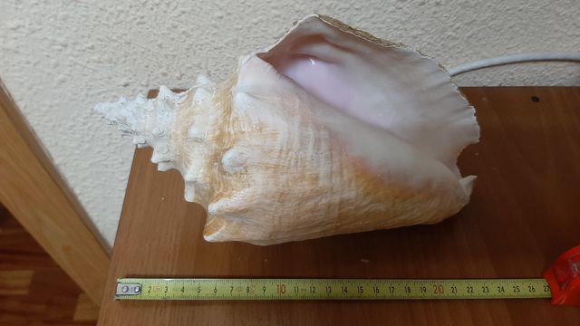 Caracola reina natural