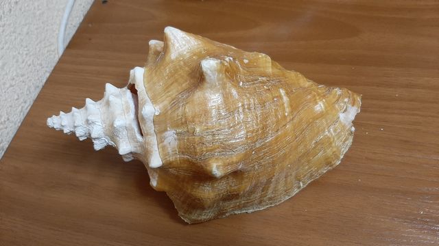 Caracola reina natural