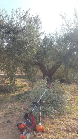 Podador profesional olivos y frutales