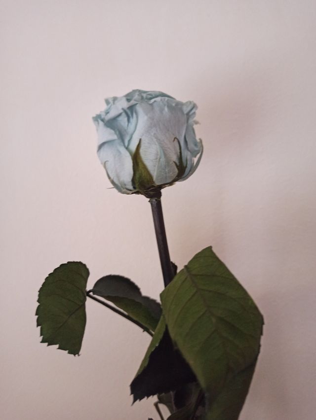 Rosa eterna azul, flor preservada